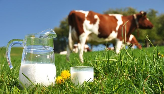 Sữa bò và sữa hạt loại nào tốt cho sức khỏe?</a>